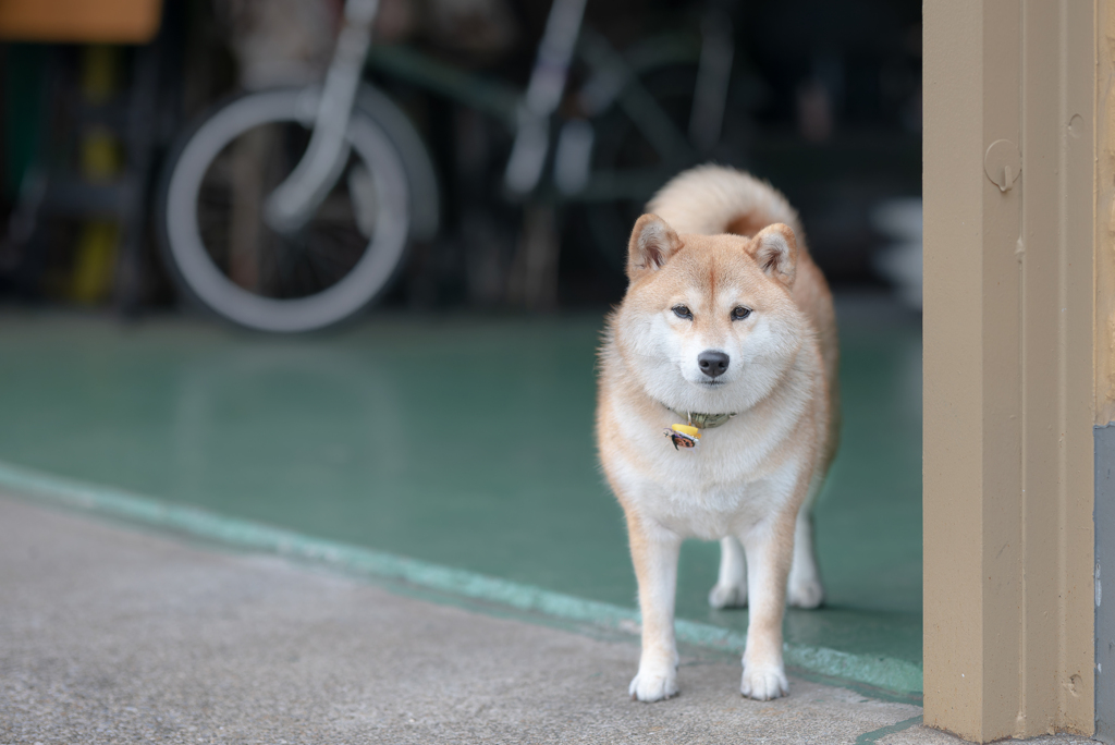 １０月２日のケンタ(仮)　その４