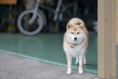 １０月２日のケンタ(仮)　その４
