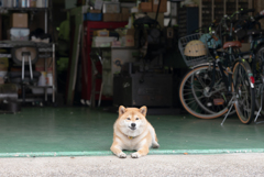 ボクの名前はケンタ(仮)