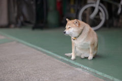 １０月２日のケンタ(仮)　その２