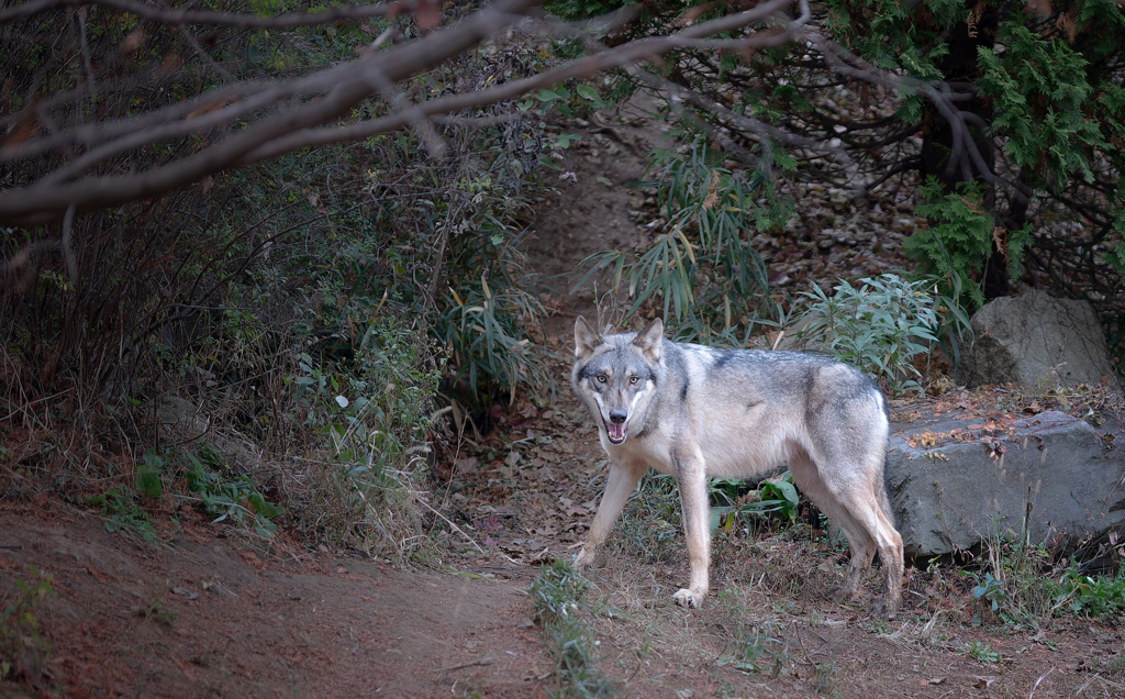 お前は牙を研いでいるか？
