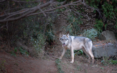 お前は牙を研いでいるか？