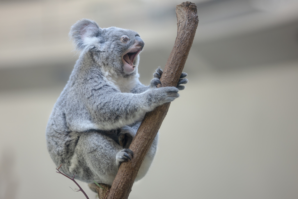 俺だって叫びたい時があるんだ！！「うぉぉぉーーーー！！」