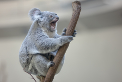 俺だって叫びたい時があるんだ！！「うぉぉぉーーーー！！」