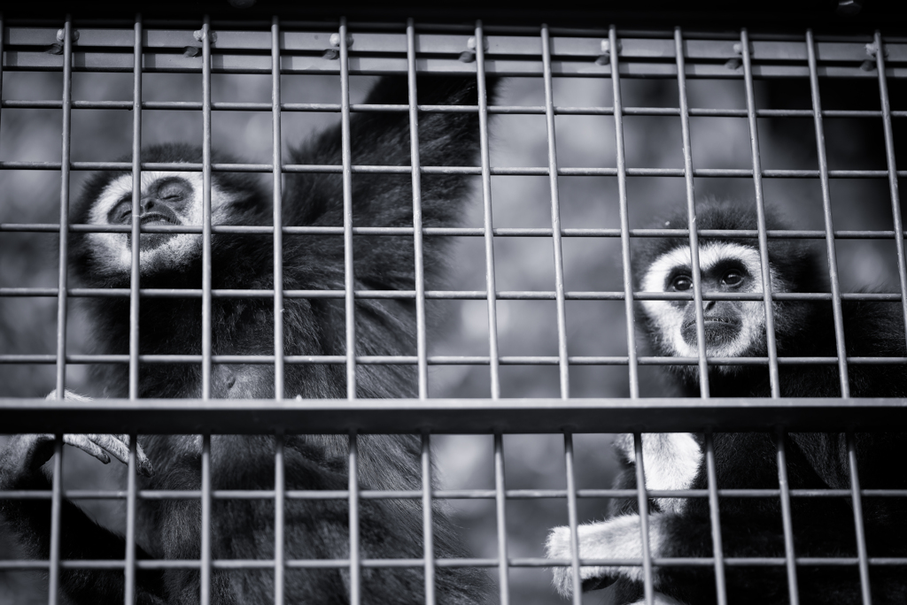 テナガザルって何故かモノクロにしてしまいますよねｗ