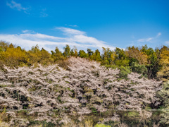 週末の桜