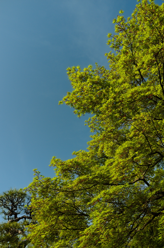 midori