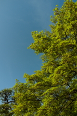 midori