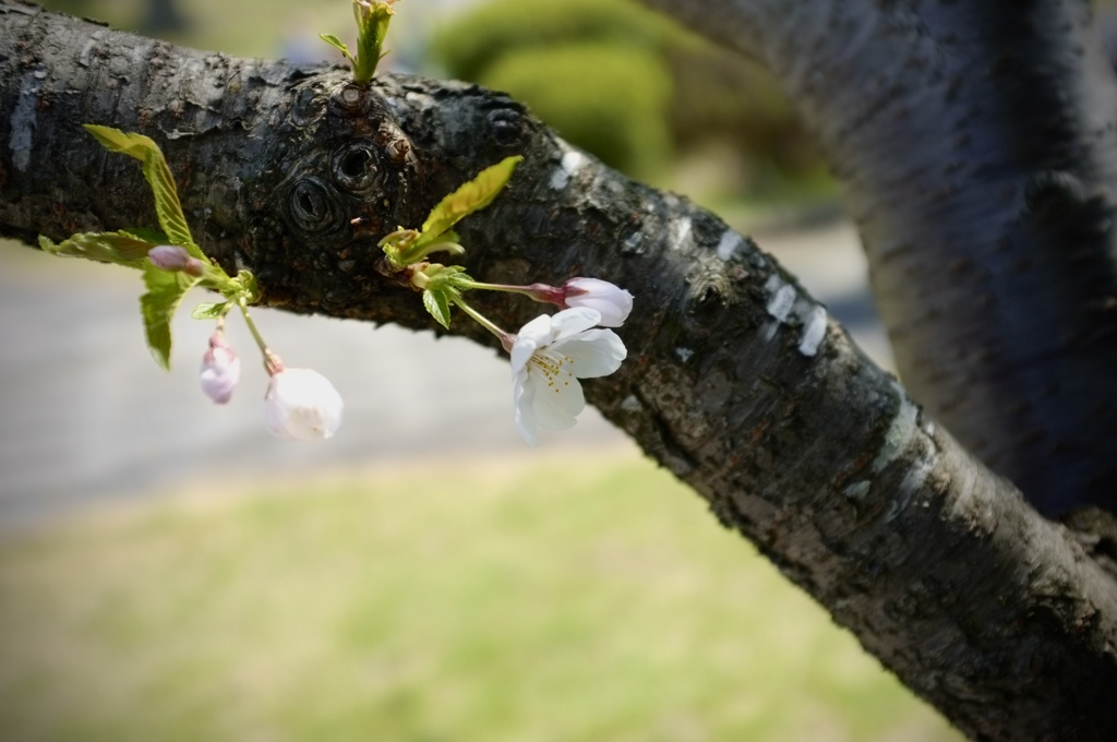 桜