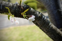 桜