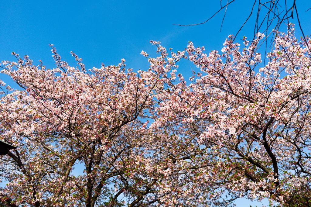 SAKURA