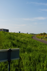 midori