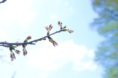 桜の蕾