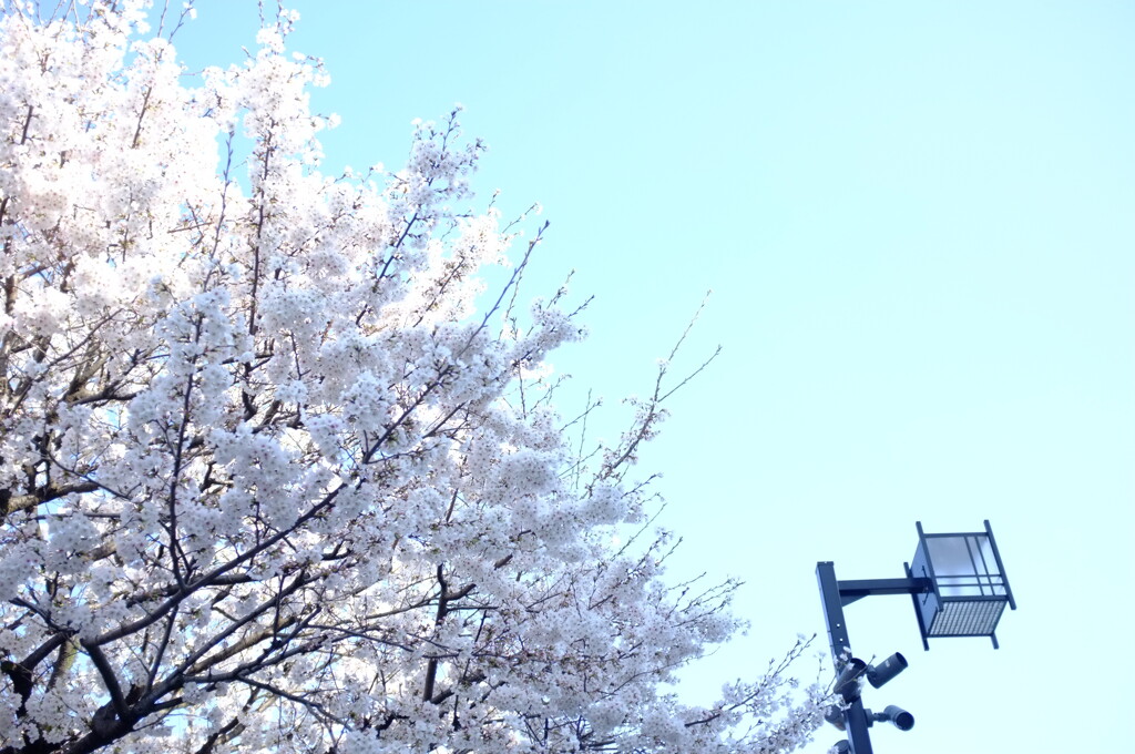 桜の木