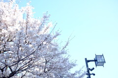 桜の木