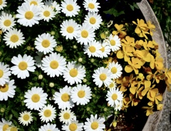 お花
