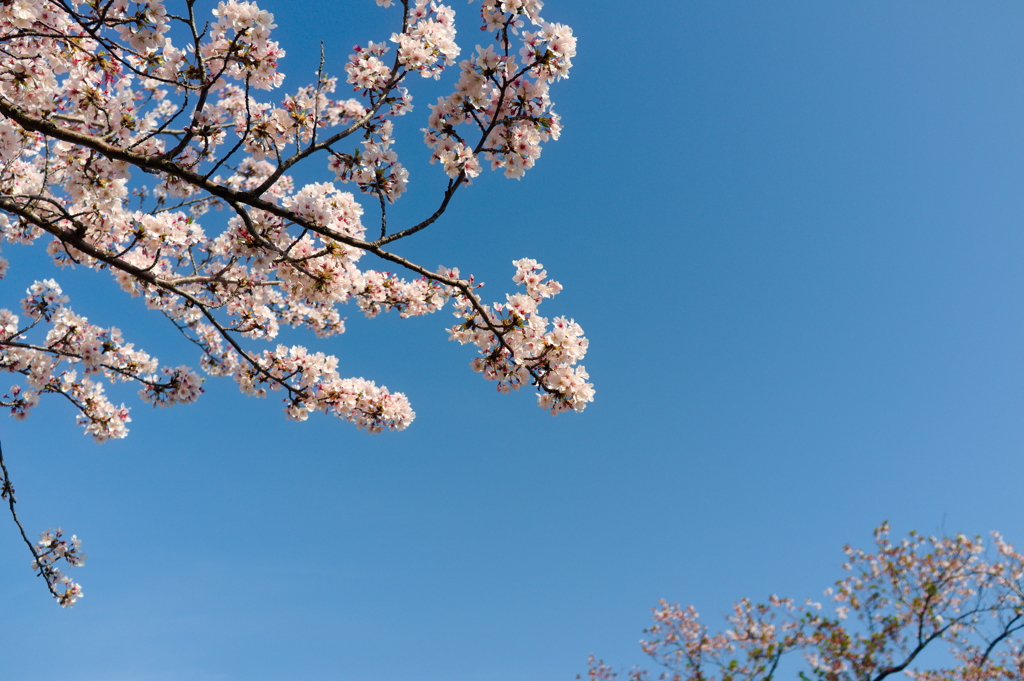 SAKURA