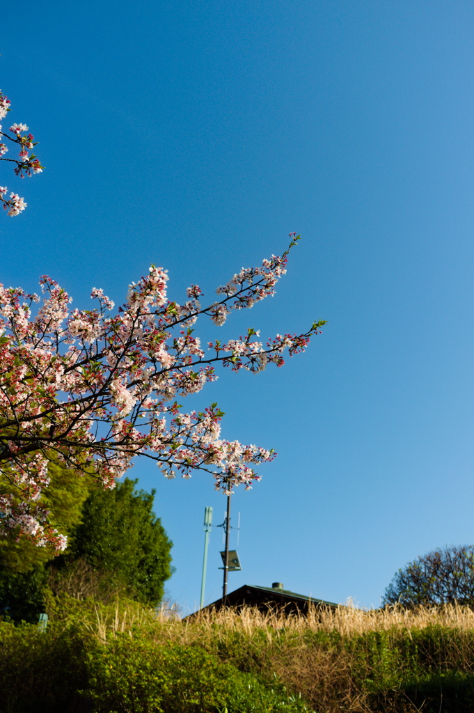 SAKURA