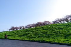 桜と緑と自転車