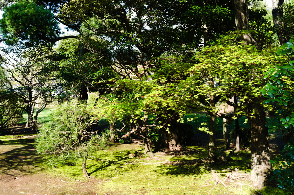 midori
