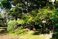 midori