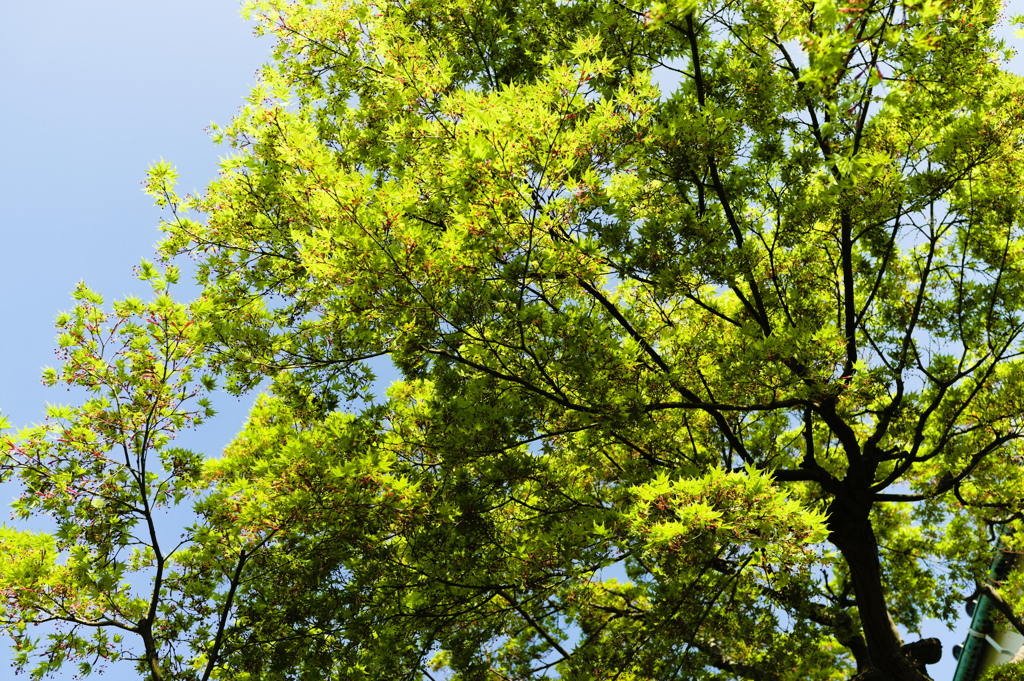midori