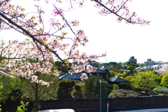 SAKURA