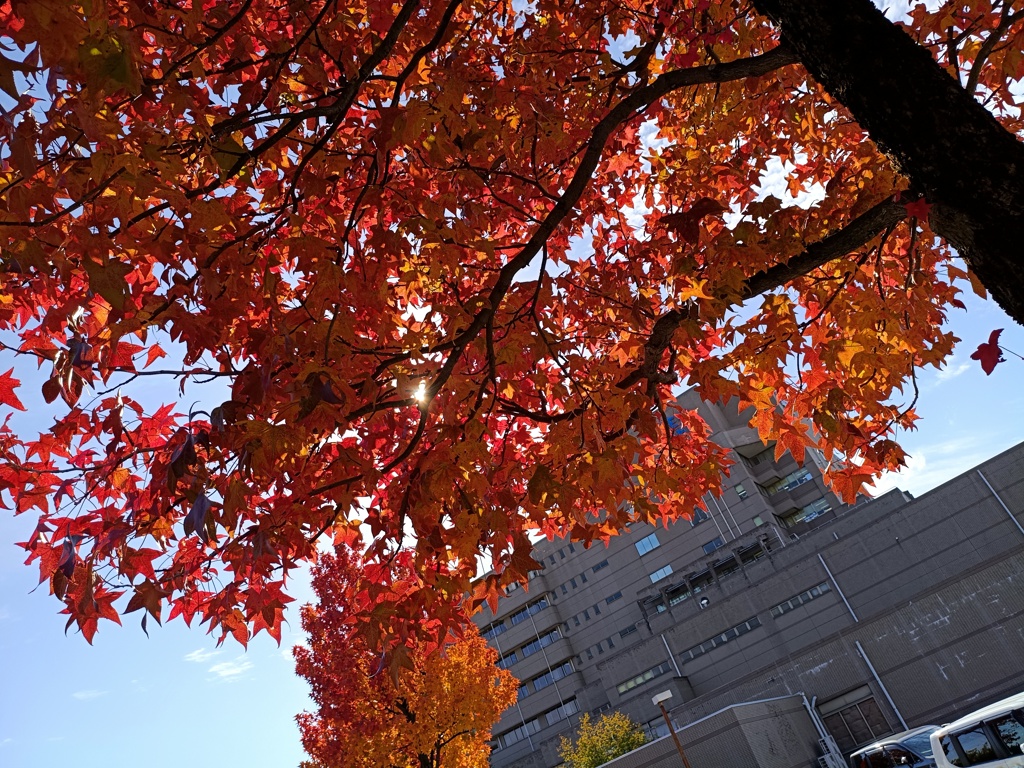 紅葉は楽しめない