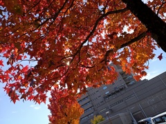 紅葉は楽しめない