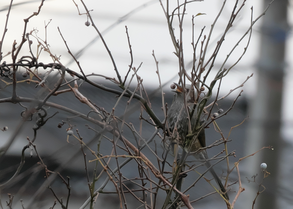 LUMIX DC-G100D 試し撮り