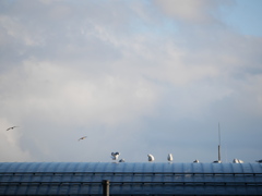 カモメさんも寒いよね