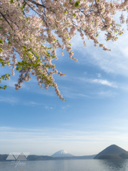 「緑」が付けられた桜