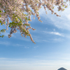 「緑」が付けられた桜