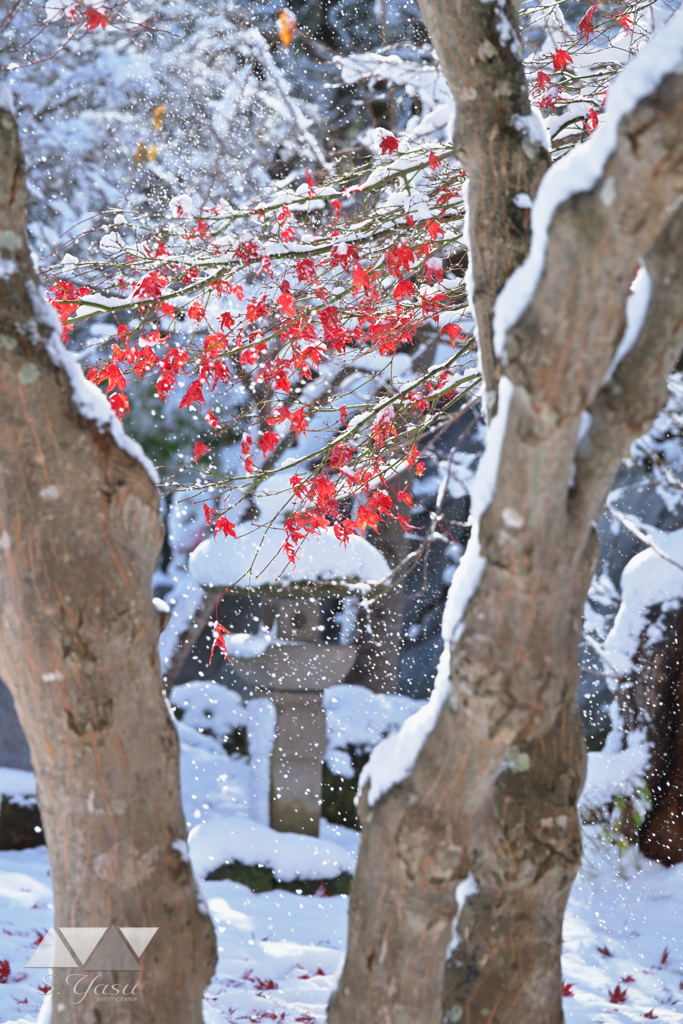 秋に舞う冬、冬の中の秋