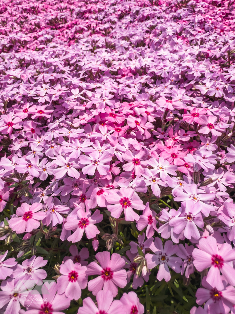 満開の芝桜