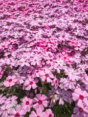 満開の芝桜