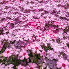 満開の芝桜