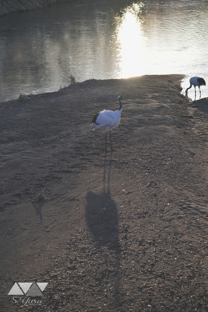 長い影の美しいタンチョウ