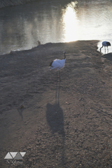 長い影の美しいタンチョウ