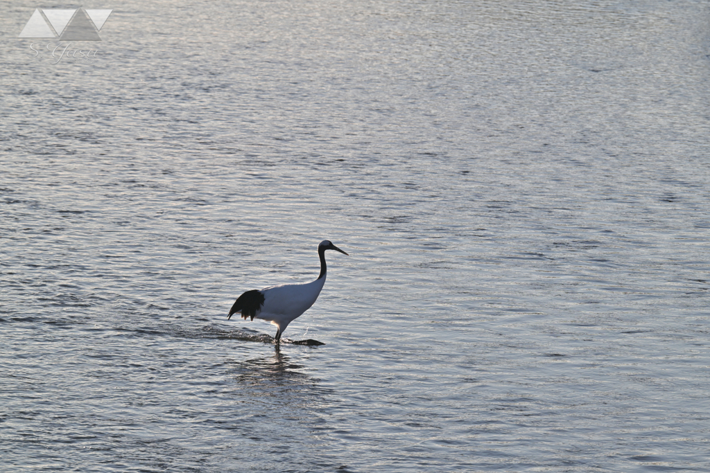 水上を歩く丹頂鶴