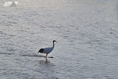水上を歩く丹頂鶴