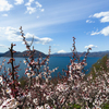 咲き誇る梅の花