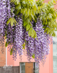 満開の藤の花