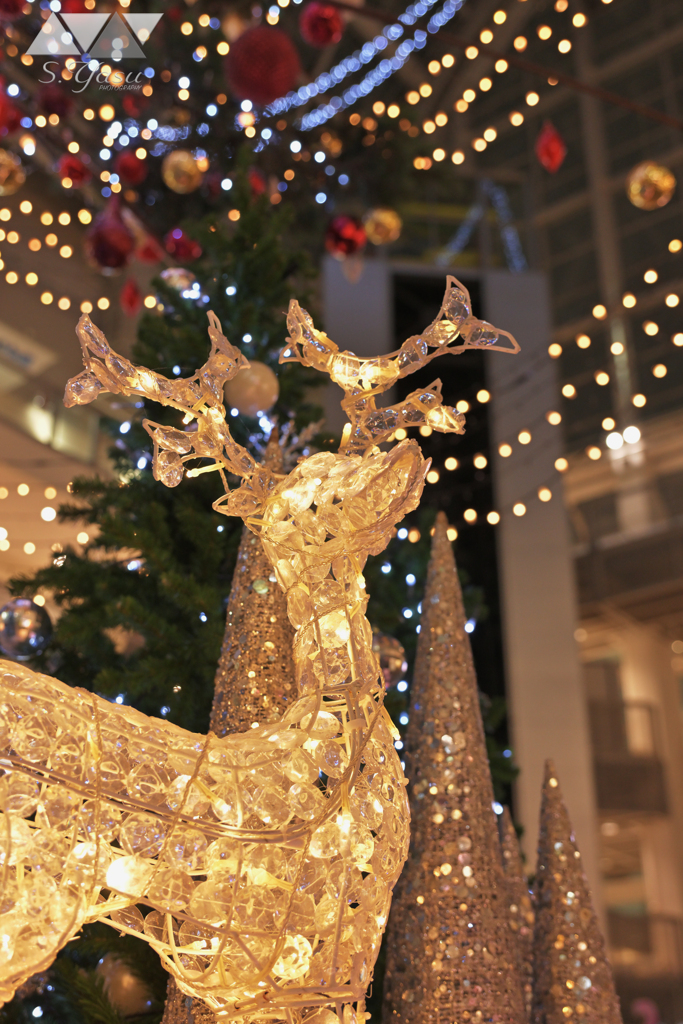 輝き増すトナカイ