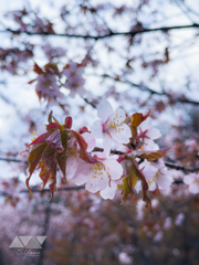 雨に潤う桜