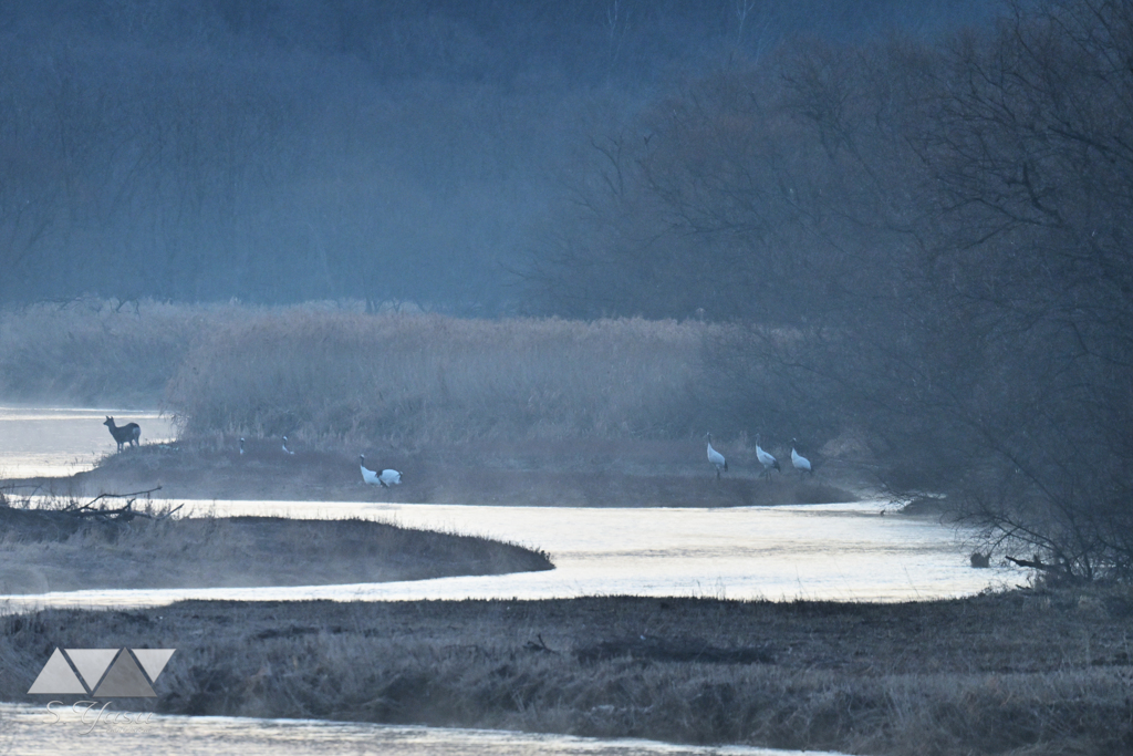 生き物たちの楽園