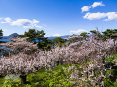 満開の梅が広がる丘