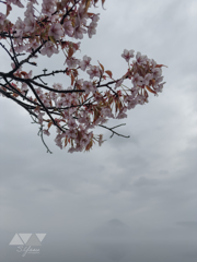 雨の中の満開の桜