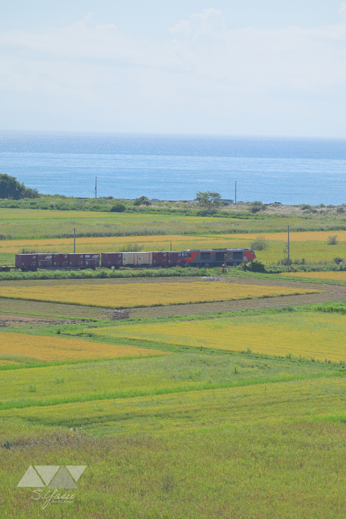 色付く田んぼの上を走る貨物列車