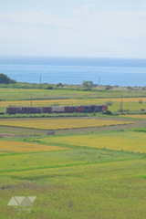 色付く田んぼの上を走る貨物列車